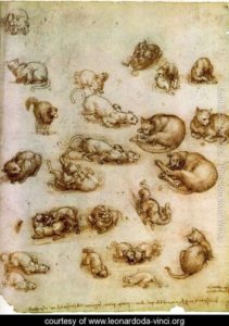 Study-of-Cat-Movements-and-Position-1517-18