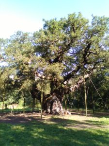 Major Oak