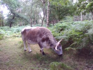 English Longhorn cattle alias Rohatá kráva