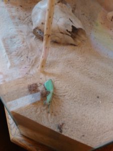 Kudlanka nabozna - ZIVA!