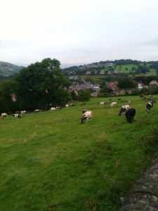 Pasouci se kravky v Haethersage