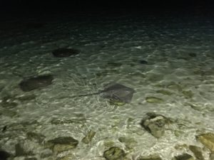 1811D80F-AAC3-4F21-B9E2-1FDA2DB04E93